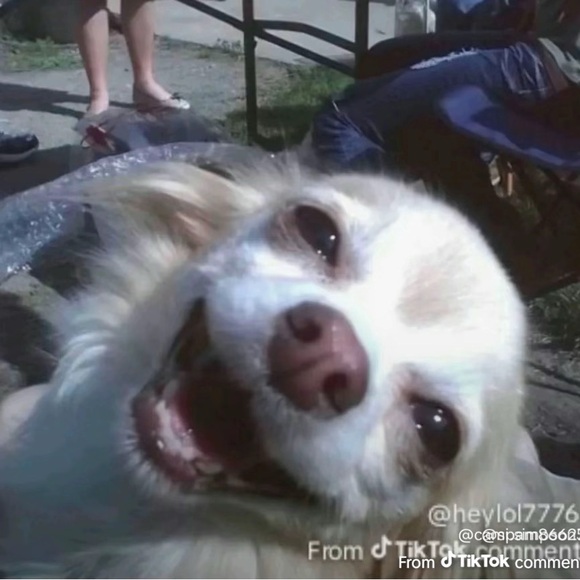 yhanelli
